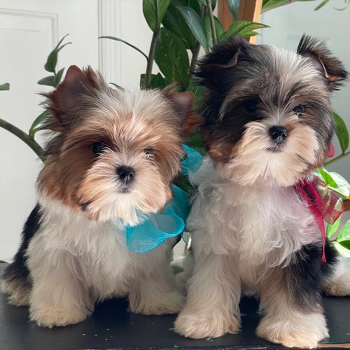 Two Biewer Yorkie puppies from Contented Puppies