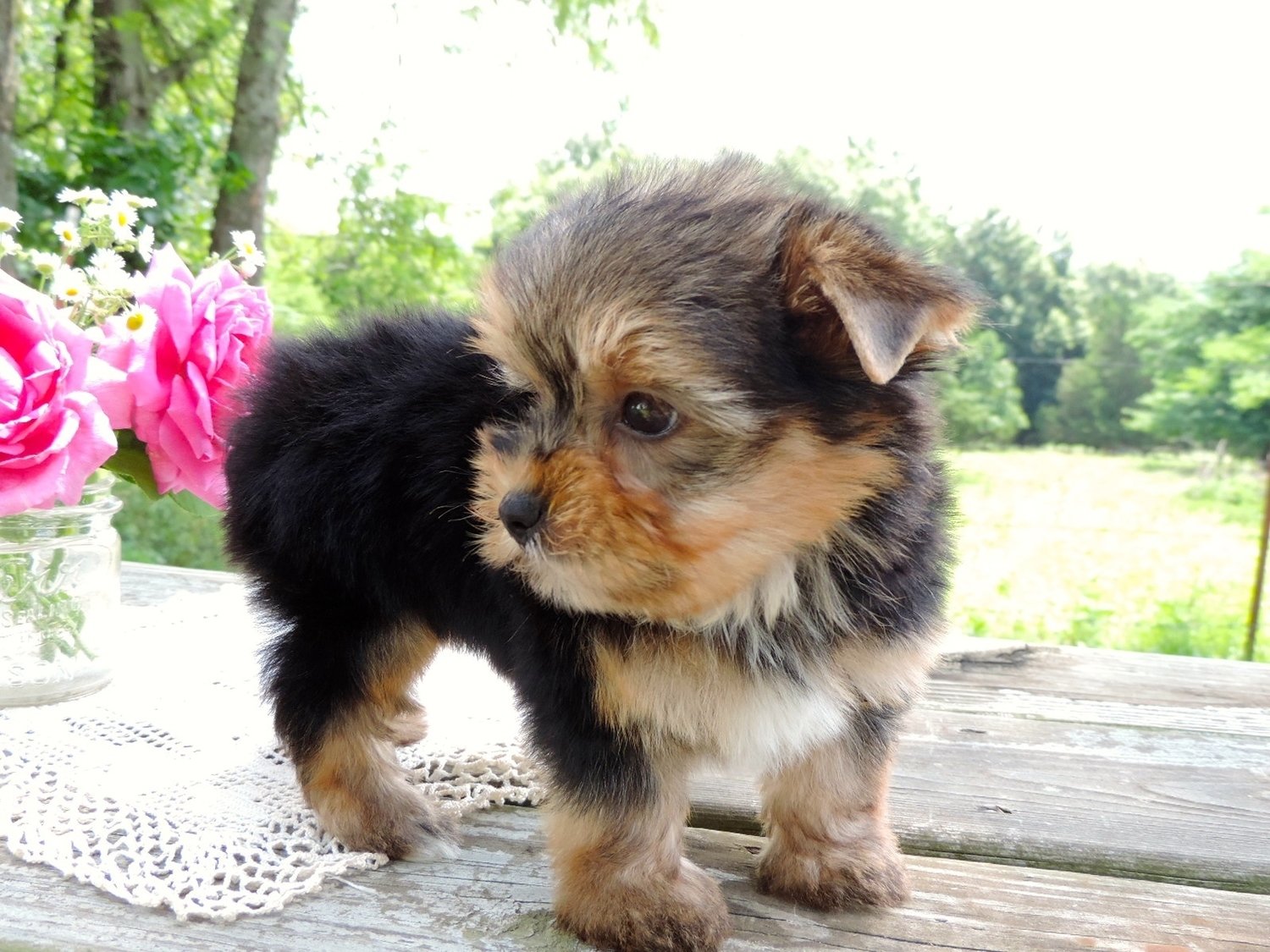 An In-Depth Guide to The Different Breeds: From F1 Biewer Yorkie to Maltese | Contented Puppies Paradise