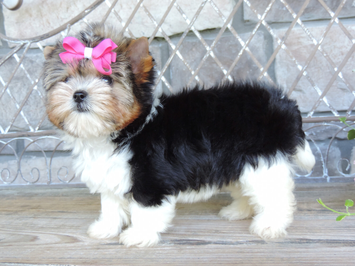 An In-Depth Guide to The Different Breeds: From F1 Biewer Yorkie to Maltese | Contented Puppies Paradise