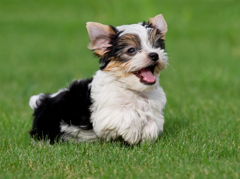 Parti Yorkie | Biewer yorkie, Yorkshire terrier, Yorkie dogs