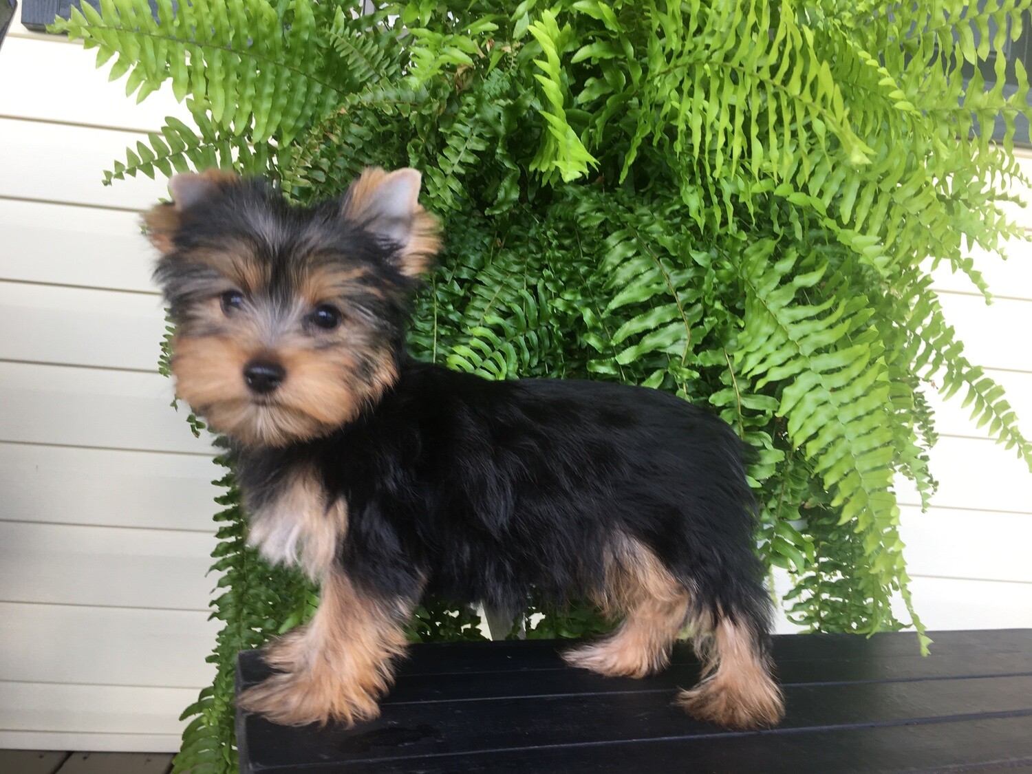 An In-Depth Guide to The Different Breeds: From F1 Biewer Yorkie to Maltese | Contented Puppies Paradise