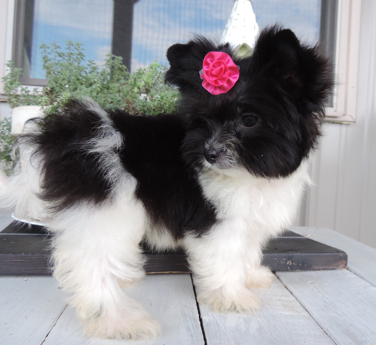 An In-Depth Guide to The Different Breeds: From F1 Biewer Yorkie to Maltese | Contented Puppies Paradise