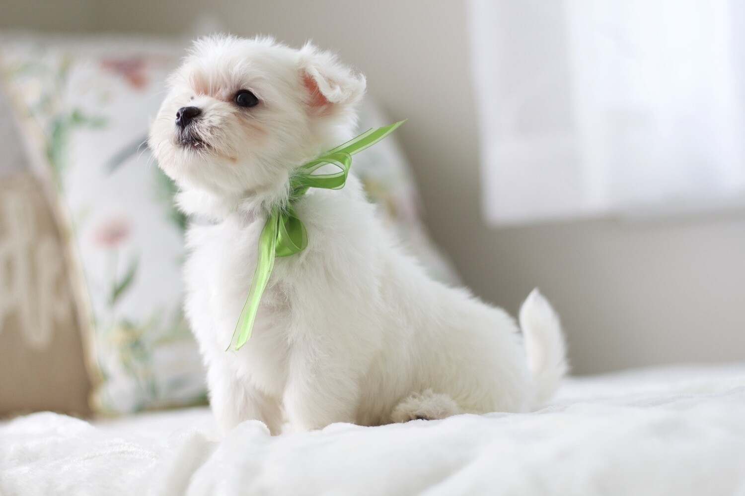 An In-Depth Guide to The Different Breeds: From F1 Biewer Yorkie to Maltese | Contented Puppies Paradise