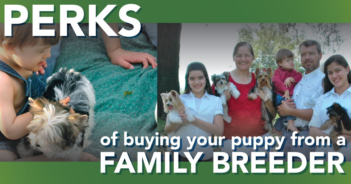 Perks of Buying Your Puppy from a Family Breeder