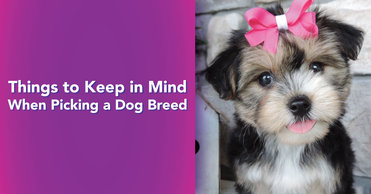 Things to Keep in Mind When Picking a Dog Breed