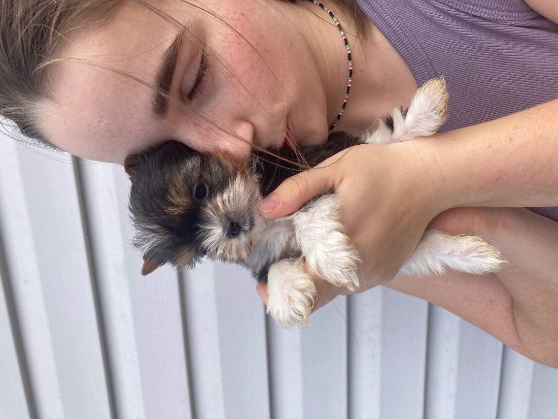 A new puppy getting a kiss from its family