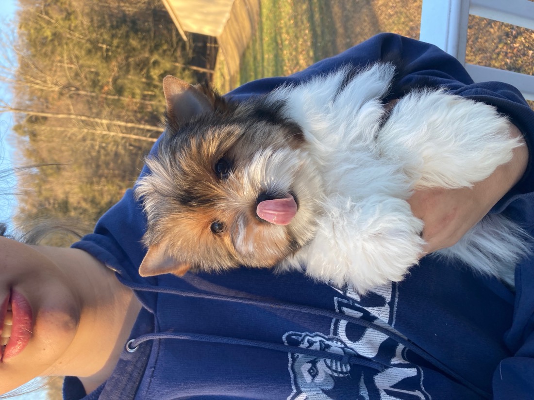 A happy family member with their Biewer puppy