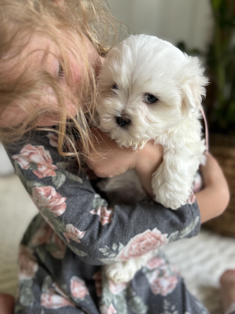 Holding a sweet cream-coated puppy