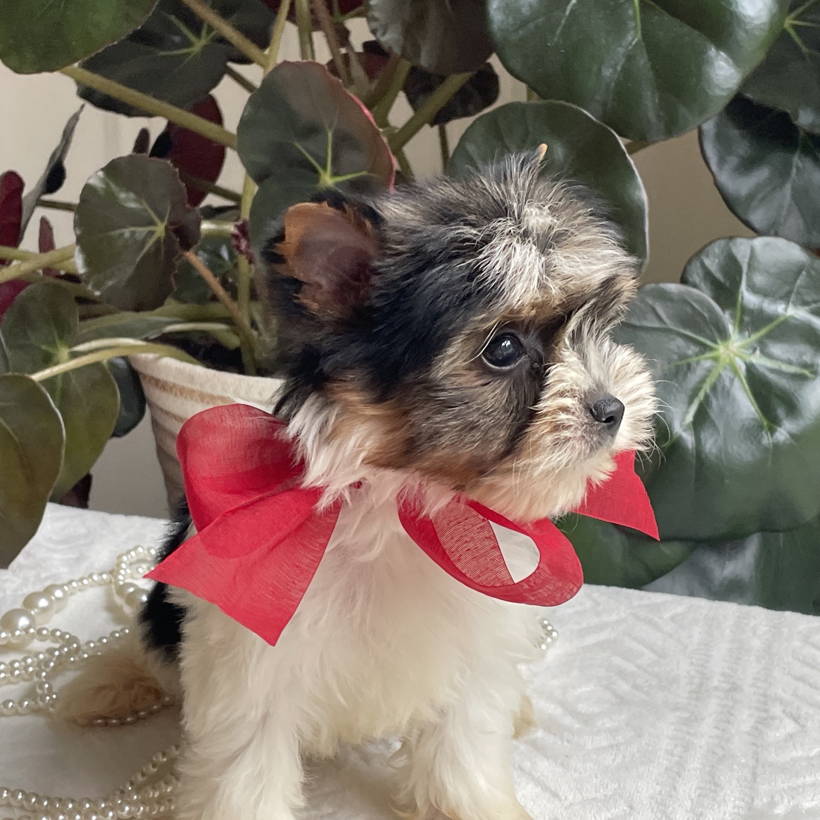 A Biewer puppy ready for delivery