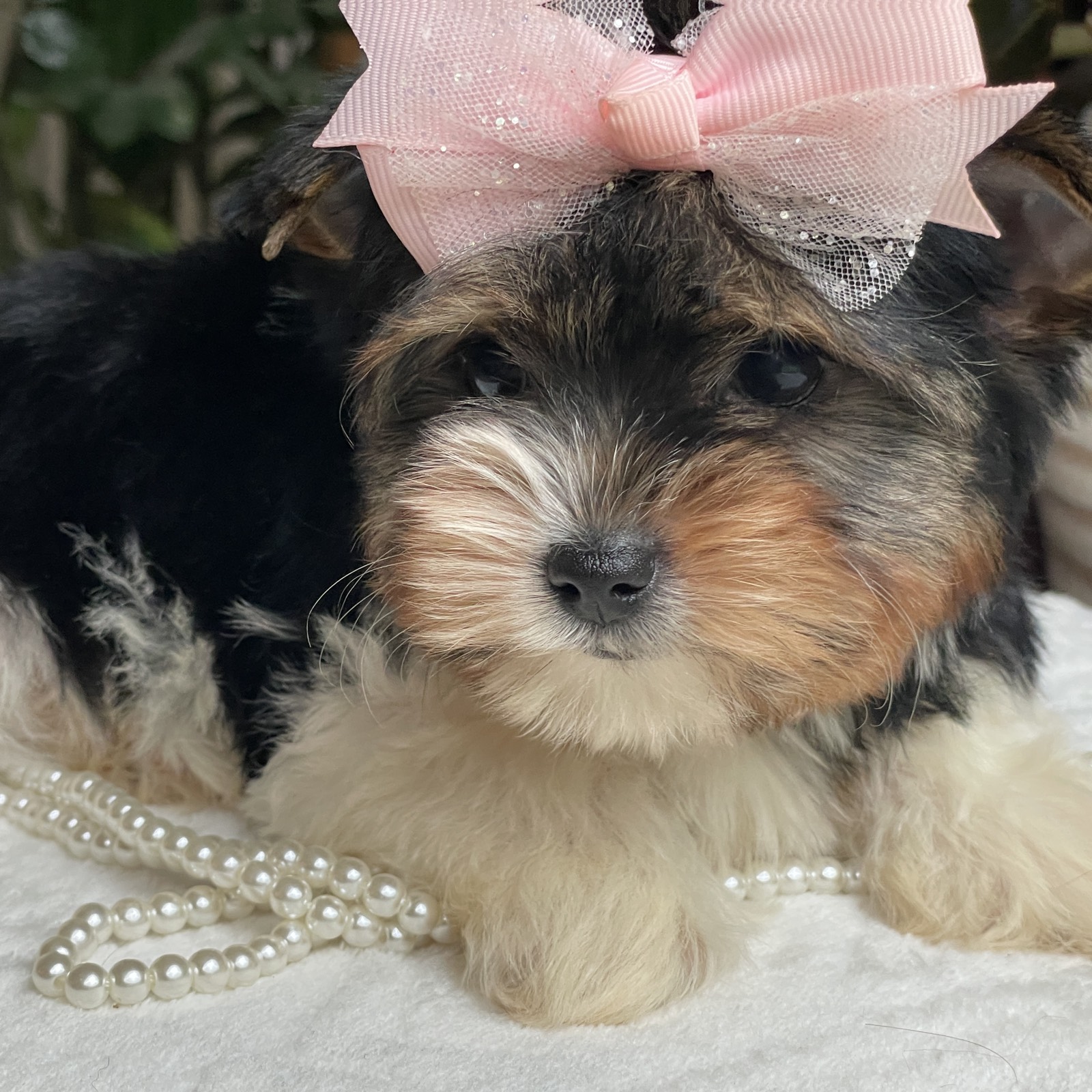 A Biewer puppy ready to go home