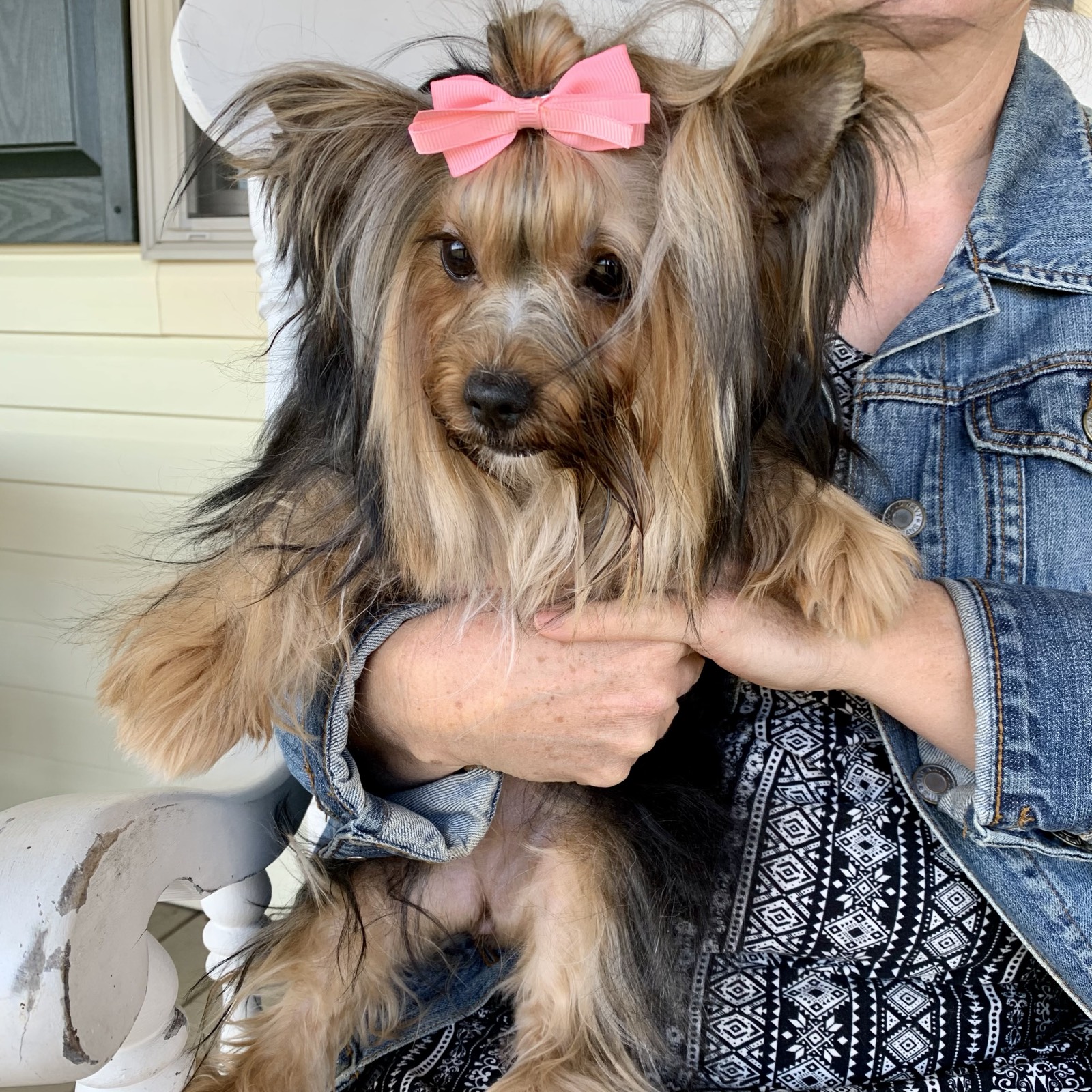 Biewer Terrier puppy