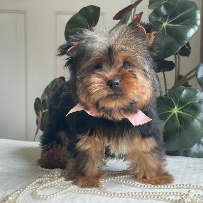 Felicity, Yorkshire Terrier