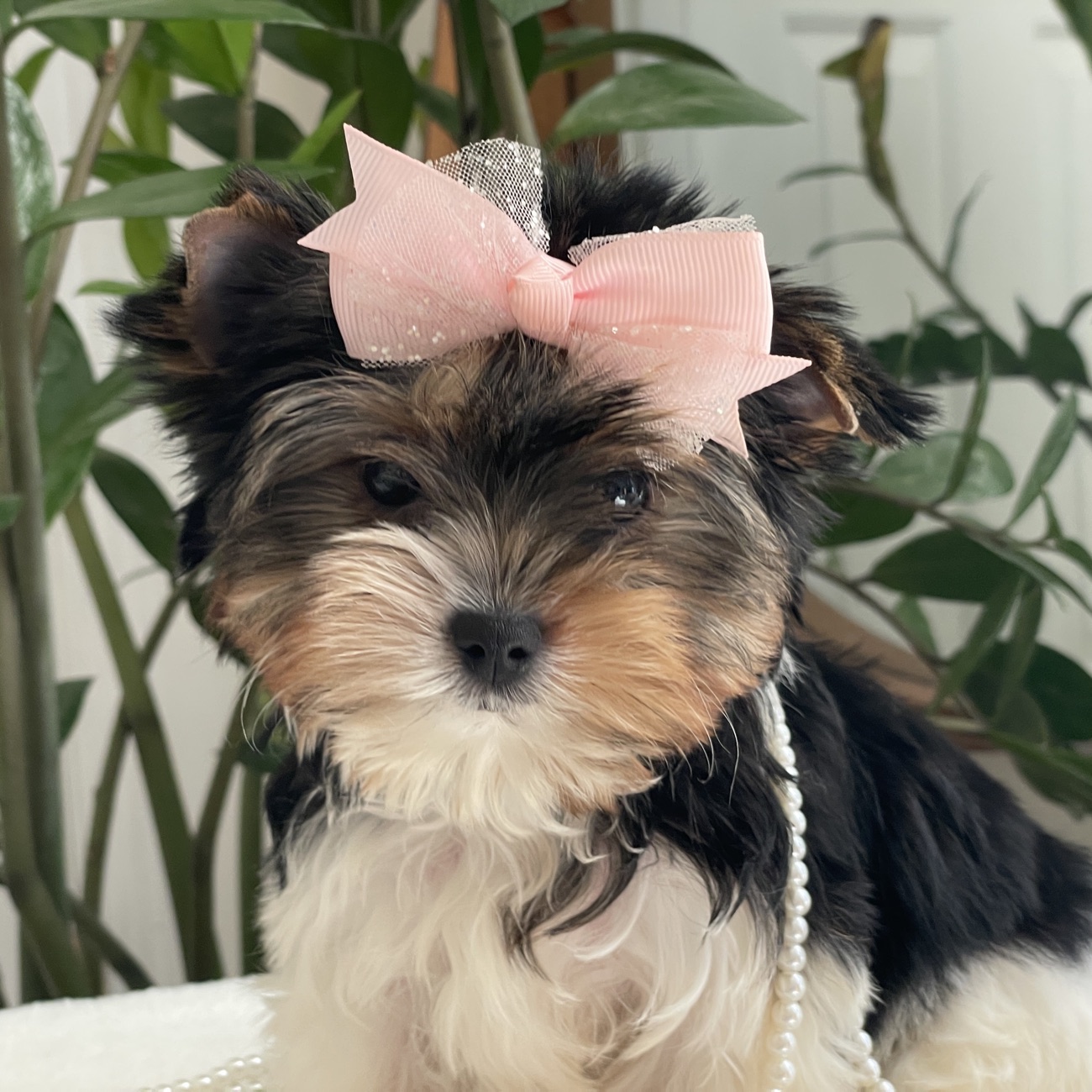 Patty, Biewer Yorkie