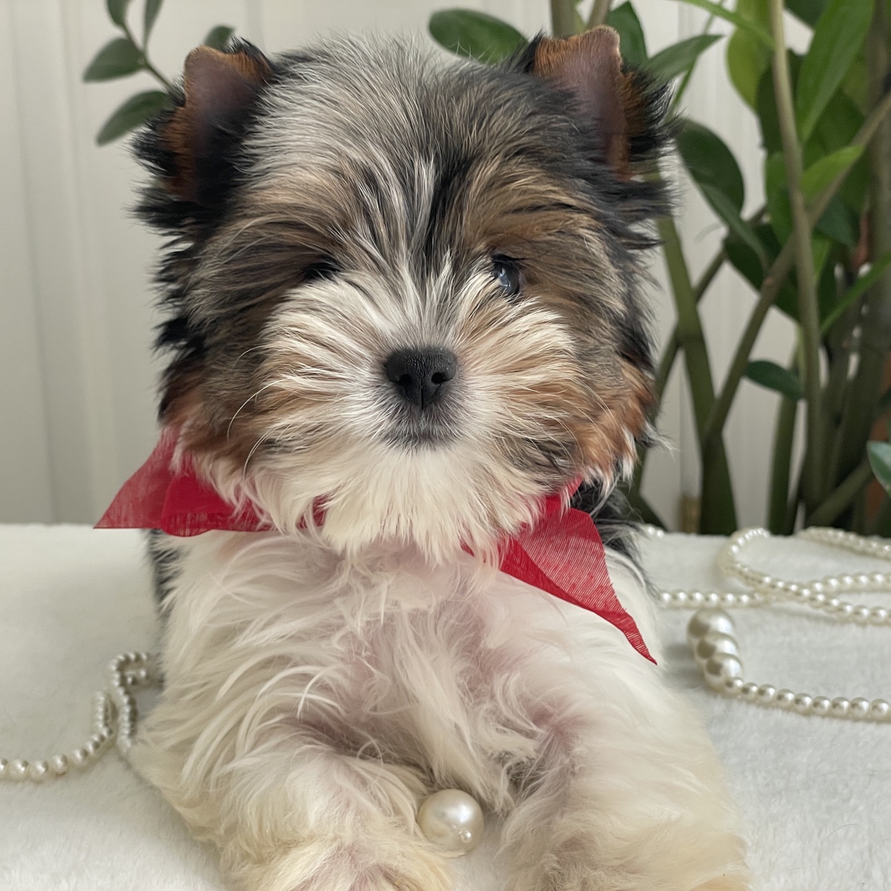 Pixel, Biewer Yorkie
