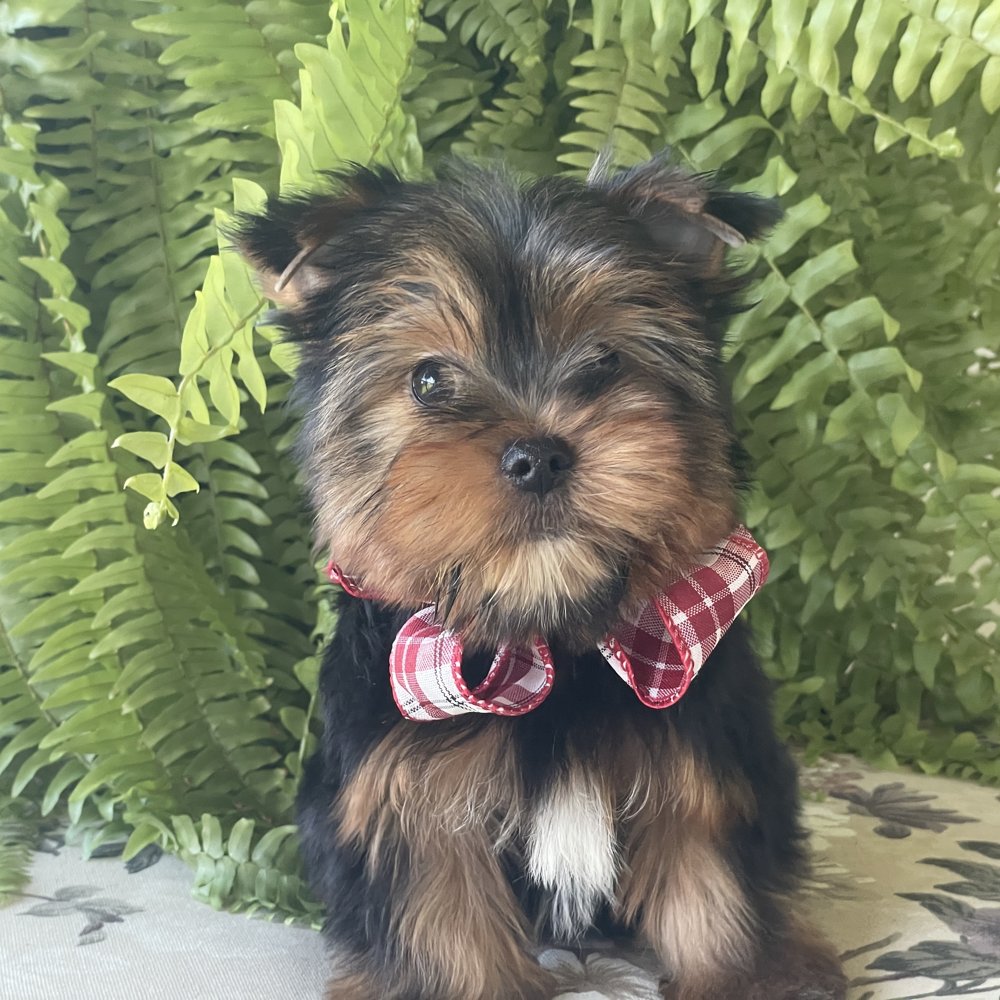 Scooby, Yorkshire Terrier