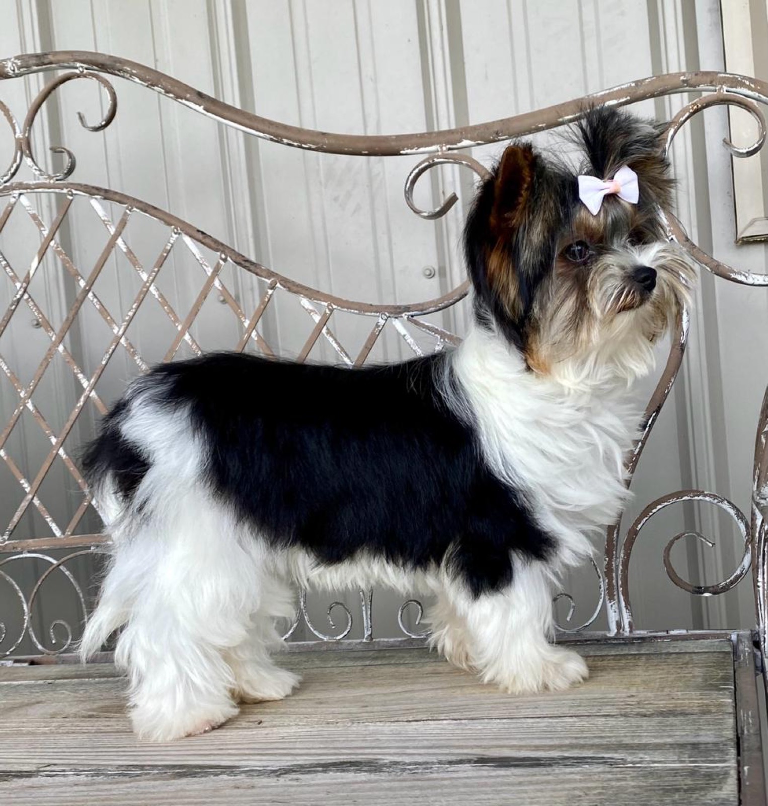 One of our Biewer Terriers