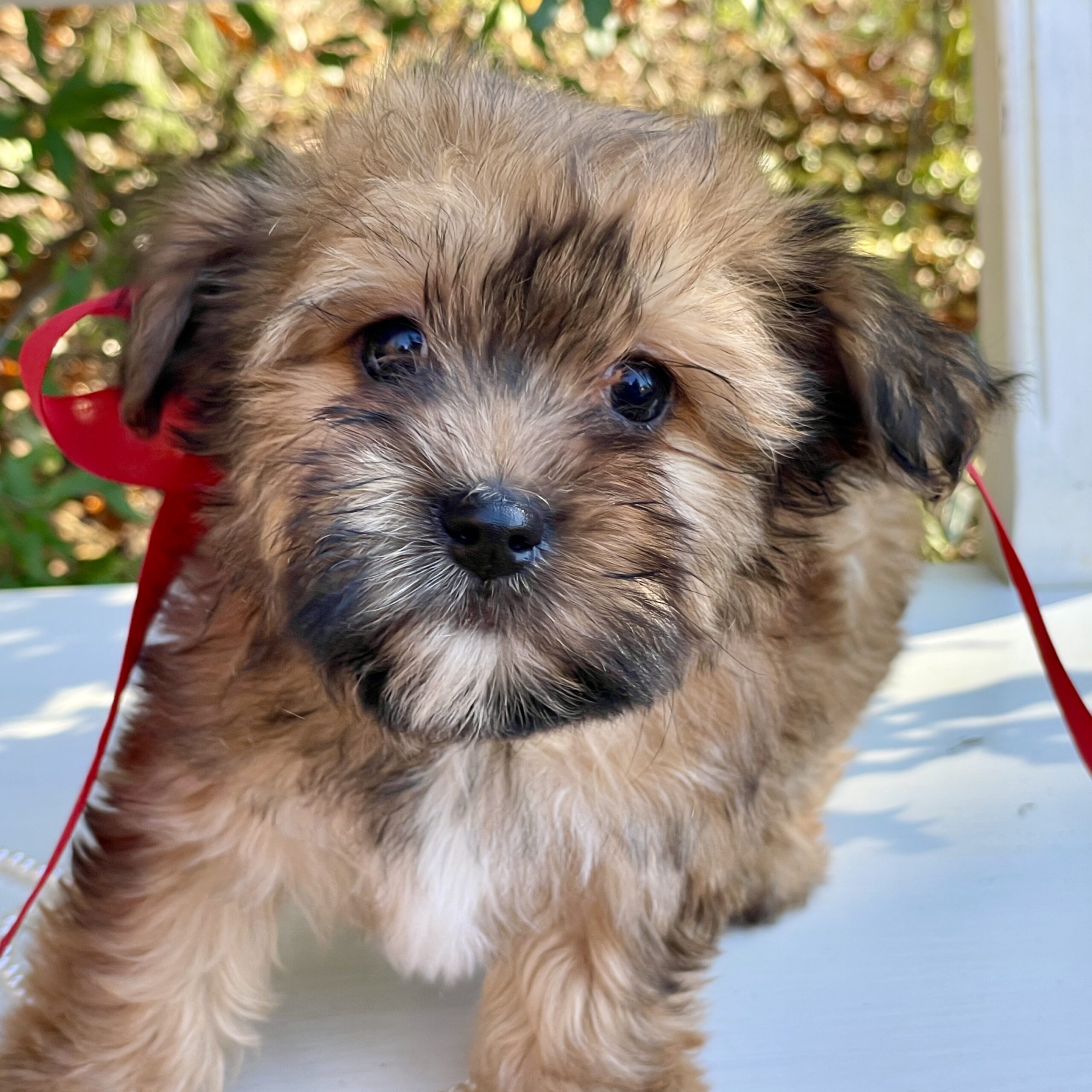 3FD0C929 937D 41EA A39F DCCB5B448B6D 1 201 a scaled