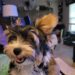 - Contented Puppies Paradise Gary Winter review
