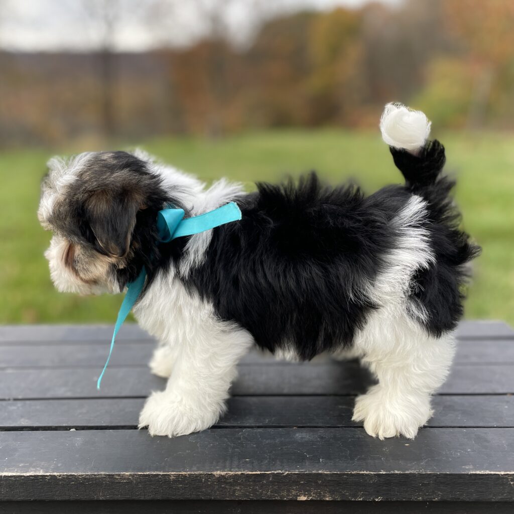 FCE32D4B C167 4FD6 871B 50561E560869 1 201 a