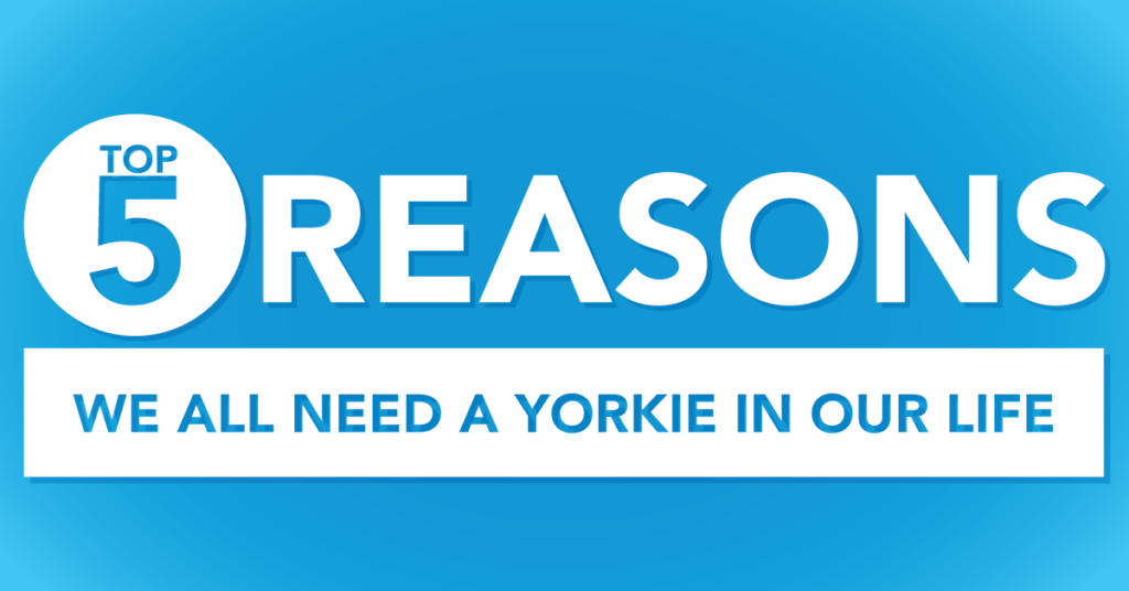 The Top 5 Reasons We All Need a Yorkie in Our Life
