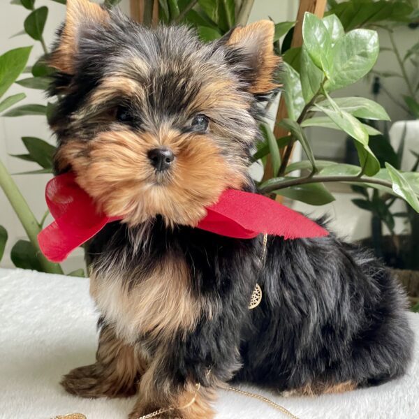 Misha - Image 2