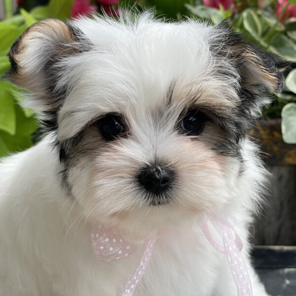 Kimmy - Image 8