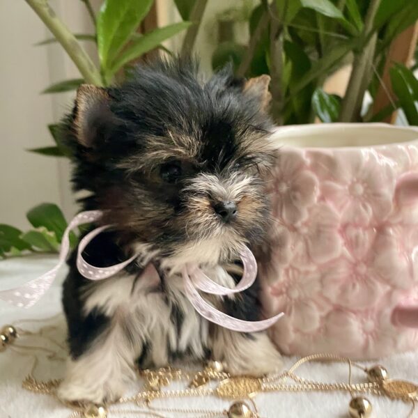 Tiny Lulu - Image 5