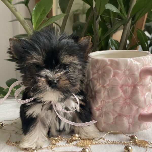Tiny Lulu - Image 6
