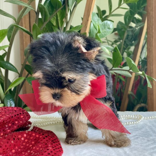 Tiny Tot - Image 5