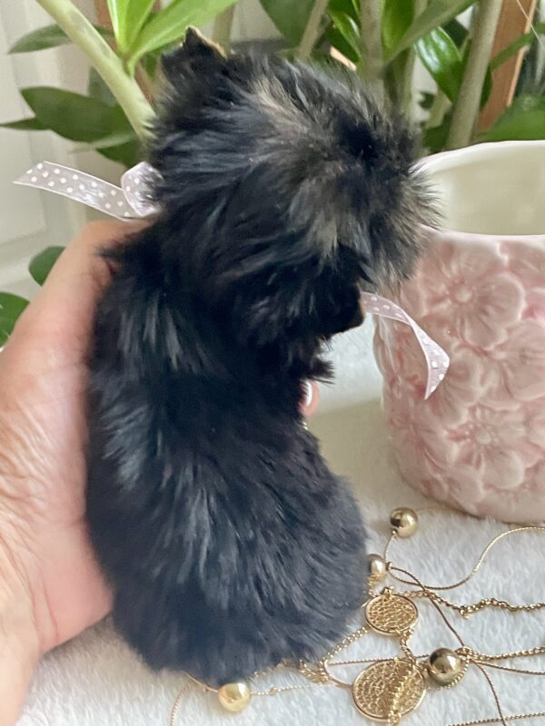 Tiny Lulu - Image 7