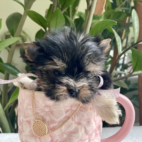 Tiny Lulu