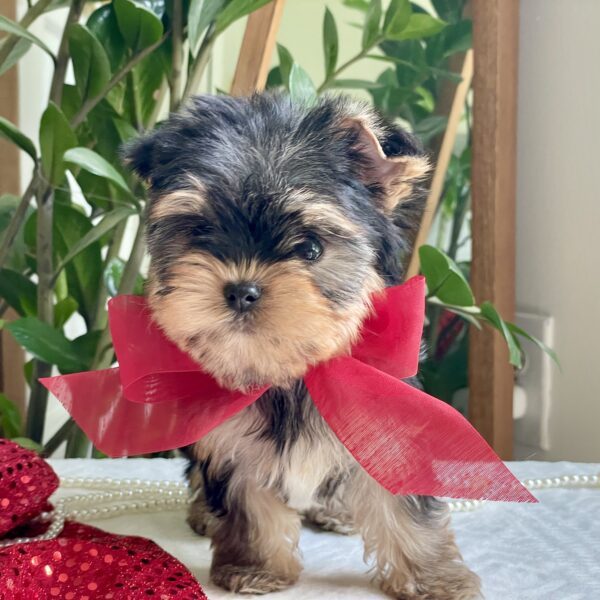 Tiny Tot - Image 6