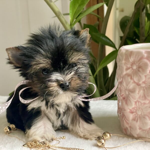 Tiny Lulu - Image 9