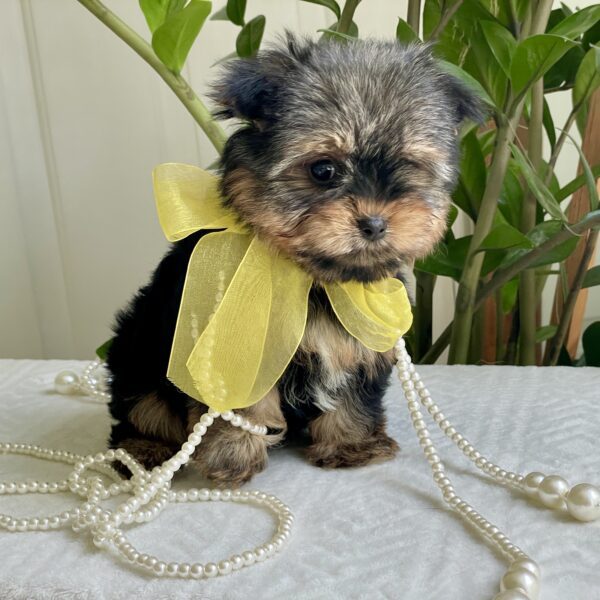 Tiny Tux - Image 5