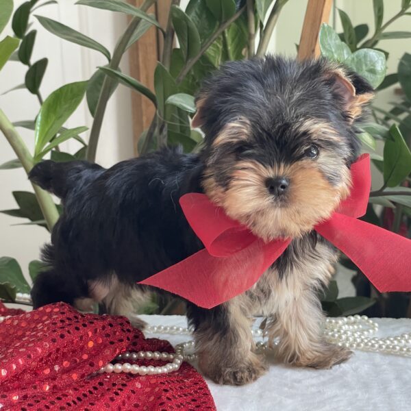 Tiny Tot - Image 9