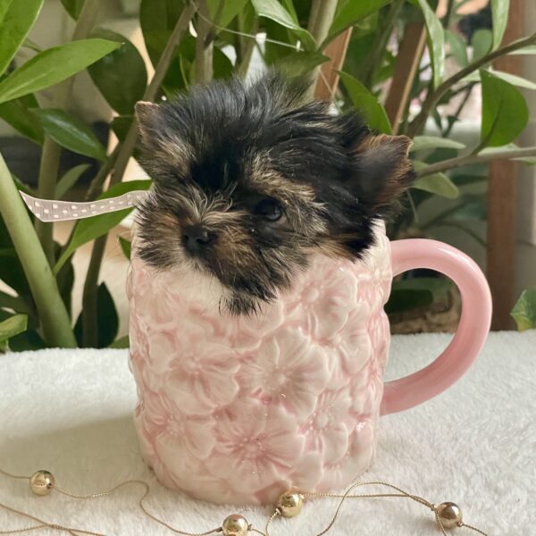 Tiny Lulu - Image 4