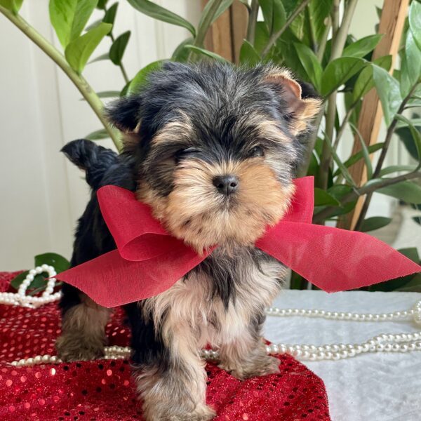Tiny Tot - Image 2