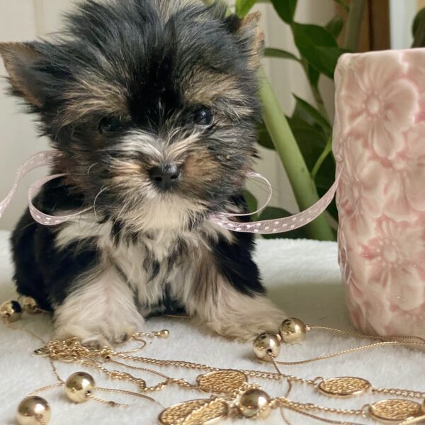 Tiny Lulu - Image 8
