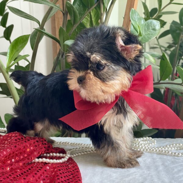Tiny Tot - Image 8