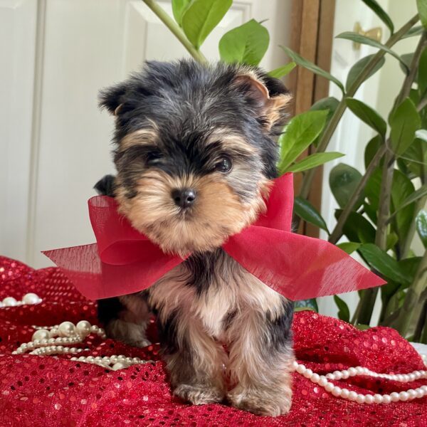 Tiny Tot - Image 4
