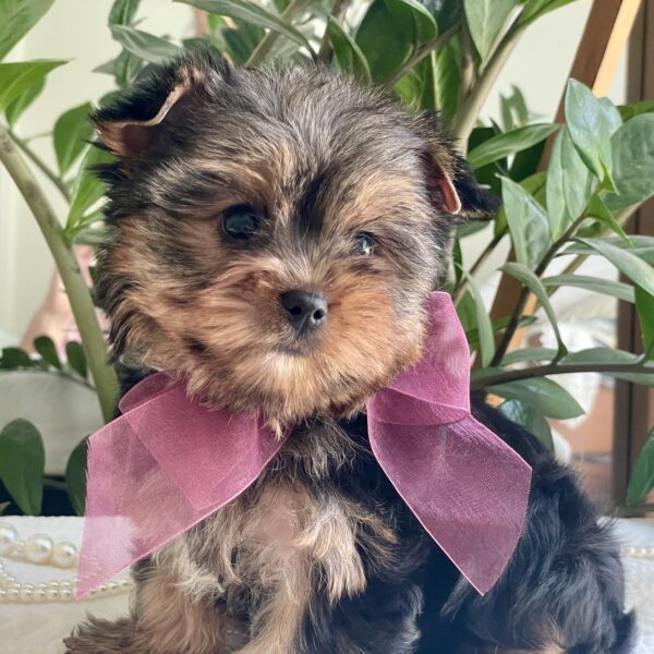 Baby Rubi - Image 3