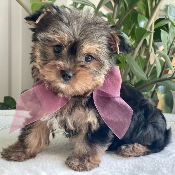 Baby Rubi - Image 4