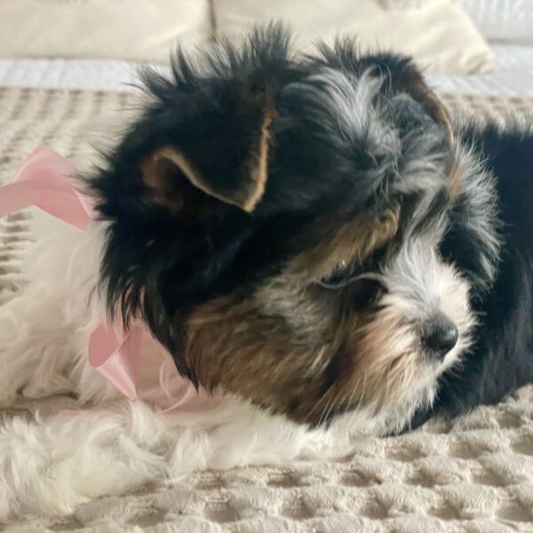 Princess - Image 9