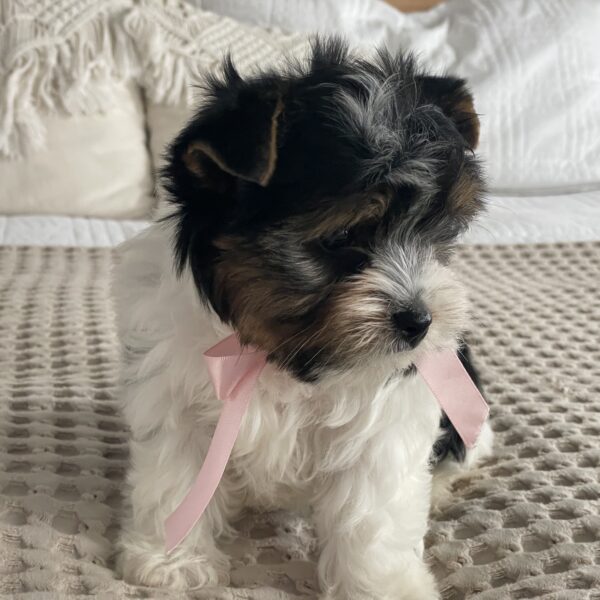 Princess - Image 7
