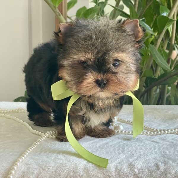 Lil' Royce - Image 2