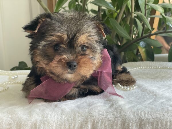 Baby Rubi - Image 9