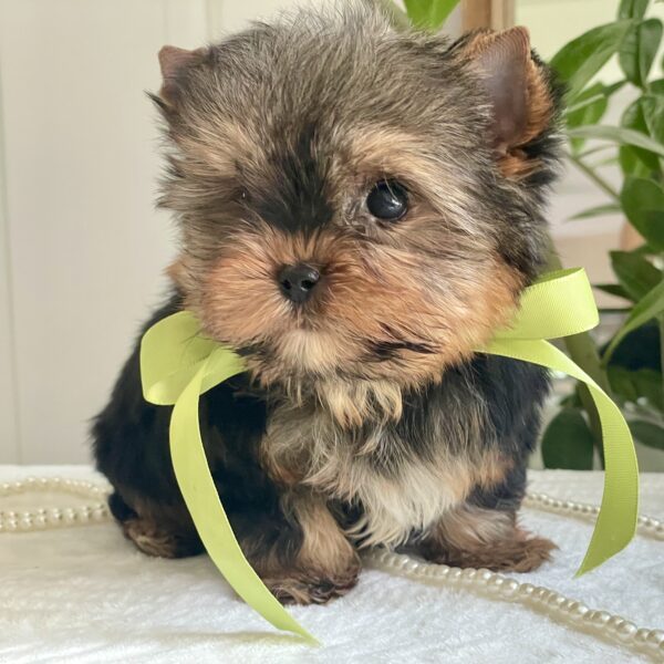 Lil' Royce