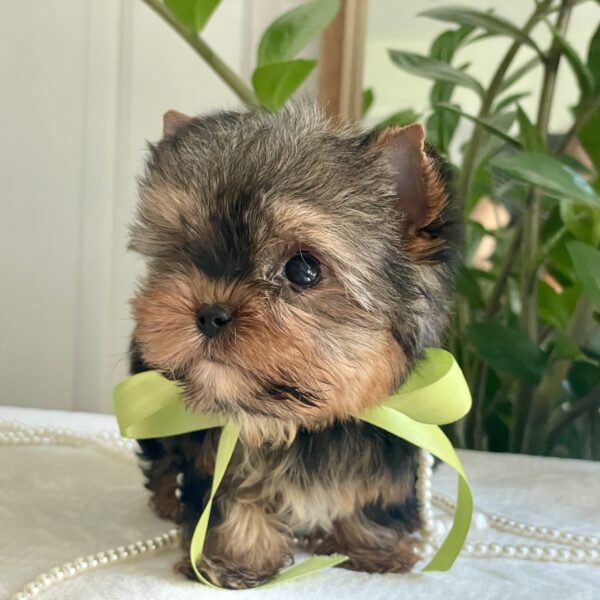 Lil' Royce - Image 6