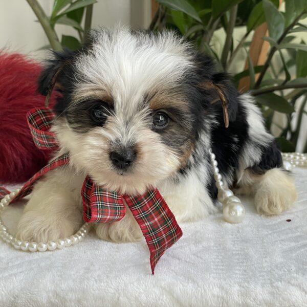 Colton - Image 7