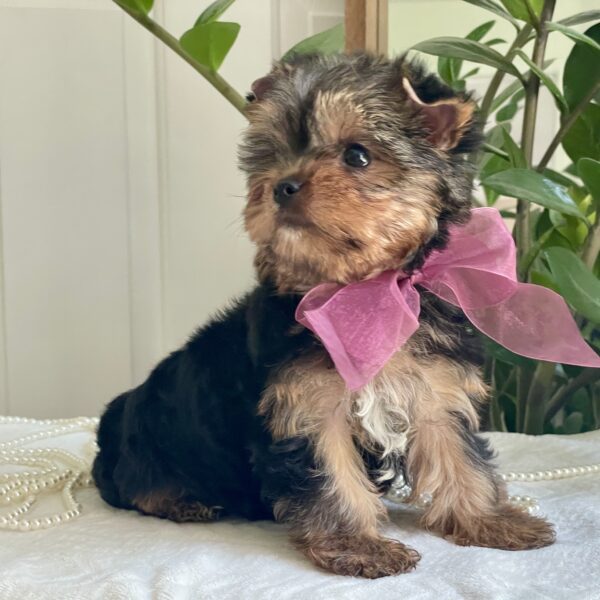 Baby Rubi - Image 5